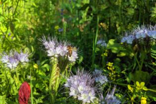 CONTAO_NATURE_THEME_Biene_in_Wildblumenwiese