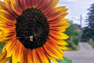 CONTAO_NATURE_THEME_Hummel_an_Sonnenblume