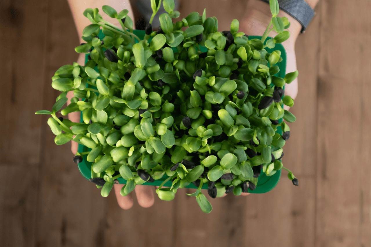 Anleitung zum Anbauen von Microgreens zu Hause