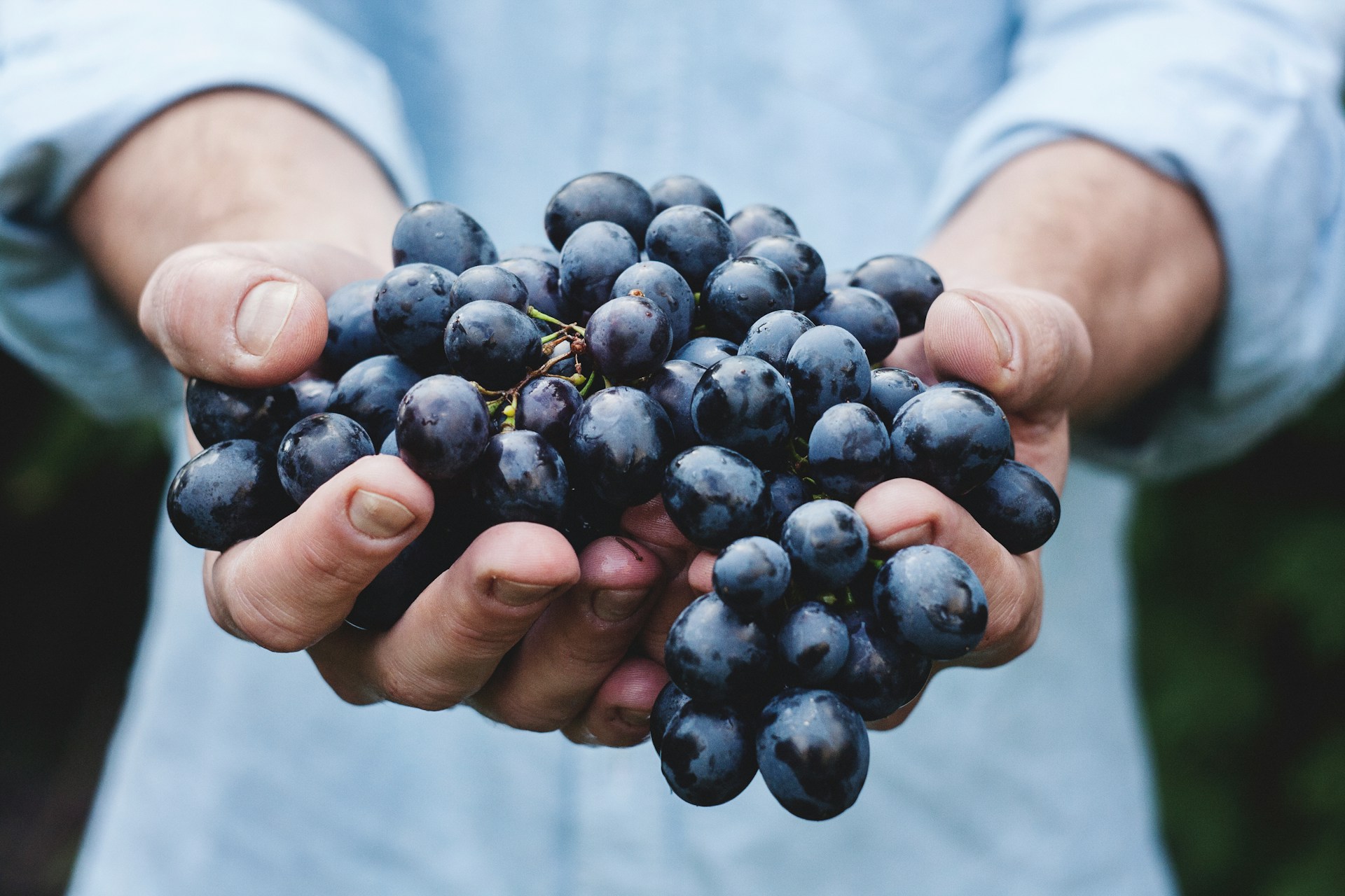 Bio-Weingüter ermöglichen nachhaltige Weinreisen
