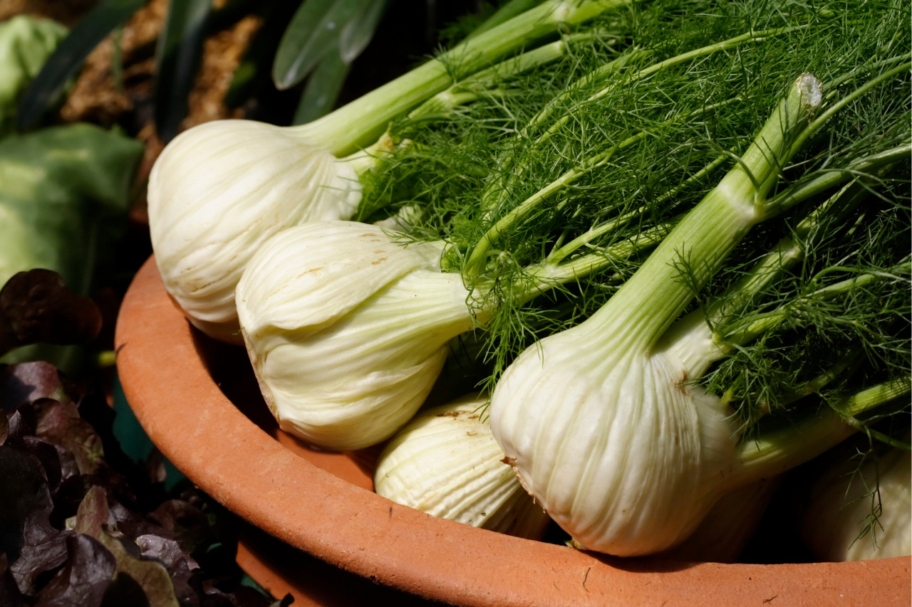 Fenchel im Garten anbauen