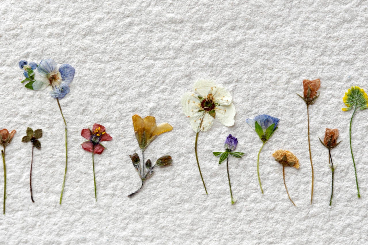 Getrocknete Blüten eignen sich zum Papier schöpfen