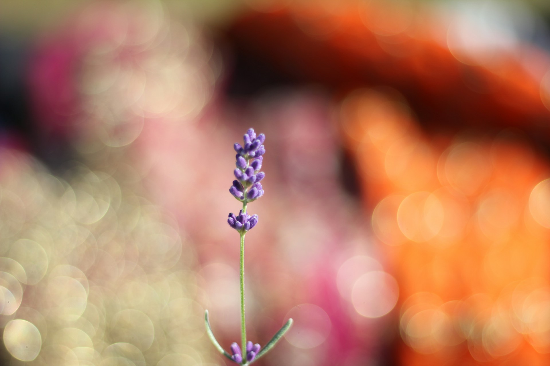 Kissenspray mit Lavendel selbst herstellen