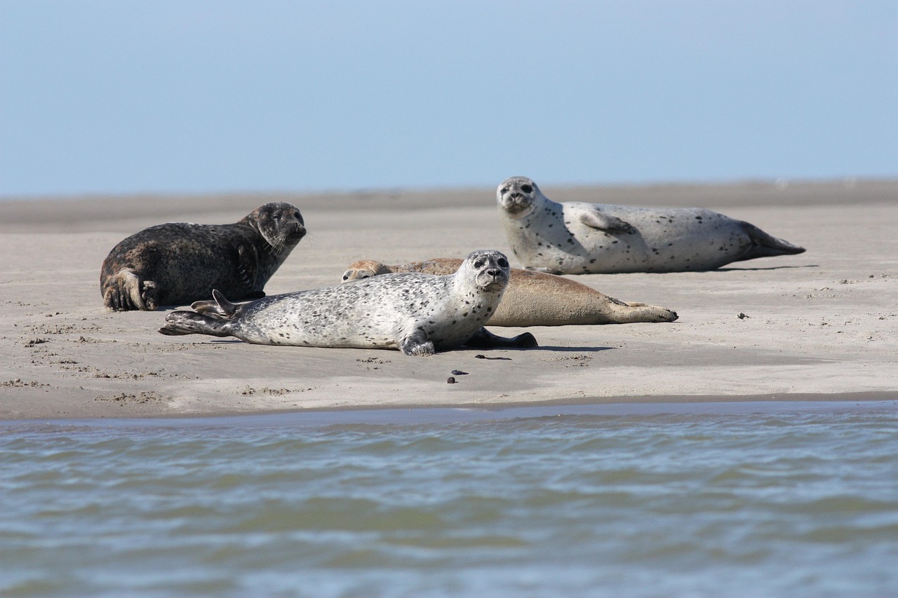 Wildlife Watching von Seehunden